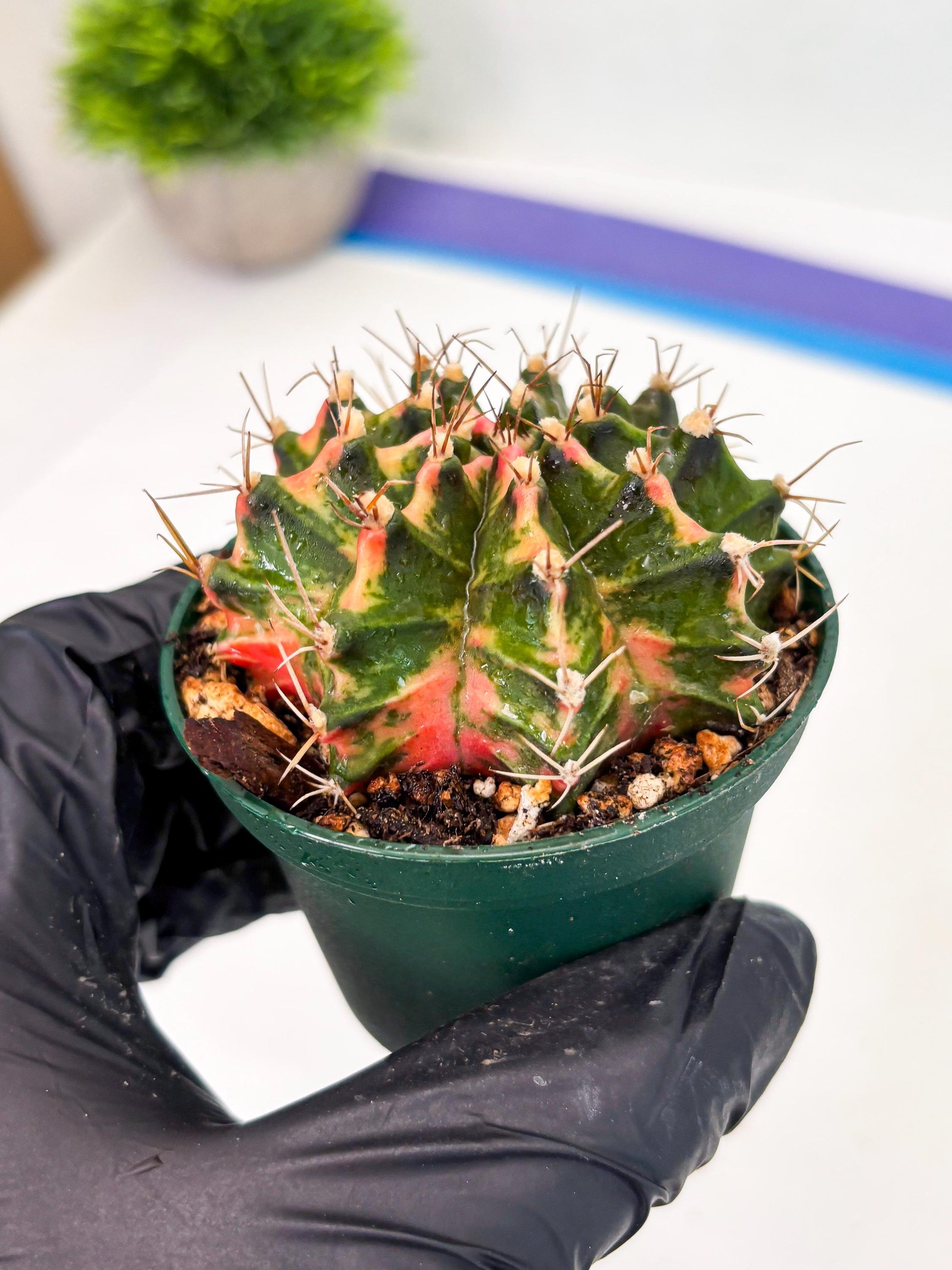 Gymnocalycium LB Hybrid (gy2) (o5) | variegated cactus