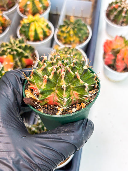 Gymnocalycium LB Hybrid (gy2) (o5) | variegated cactus