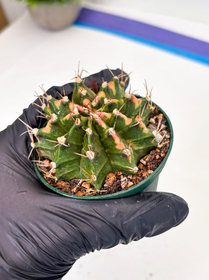 Gymnocalycium LB Hybrid (gy2) (o5) | variegated cactus