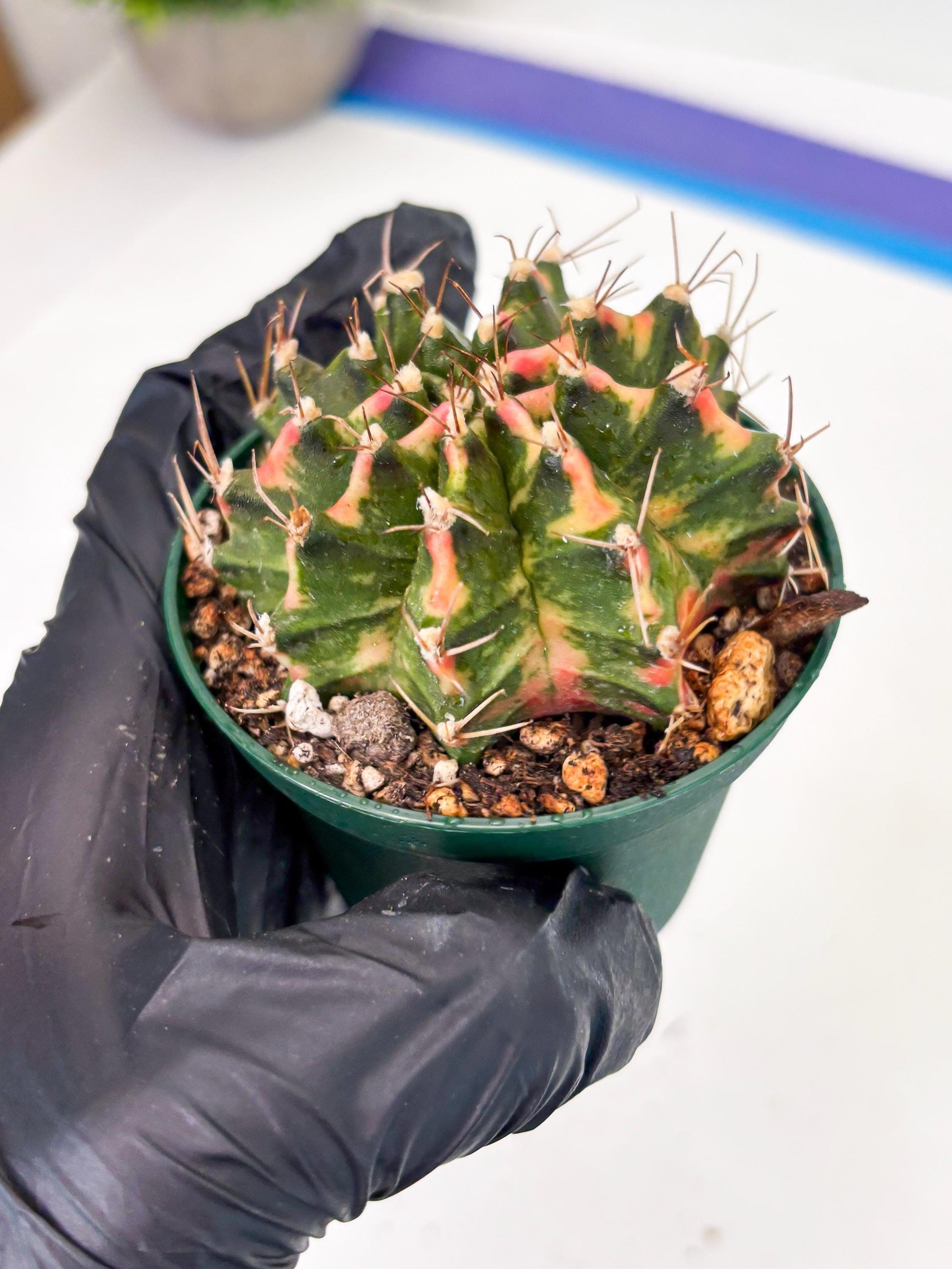 Gymnocalycium LB Hybrid (gy2) (o5) | variegated cactus