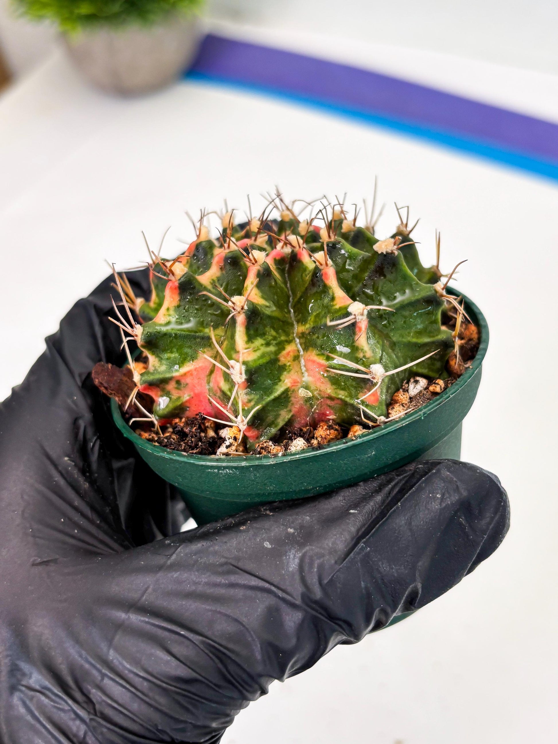 Gymnocalycium LB Hybrid (gy2) (o5) | variegated cactus