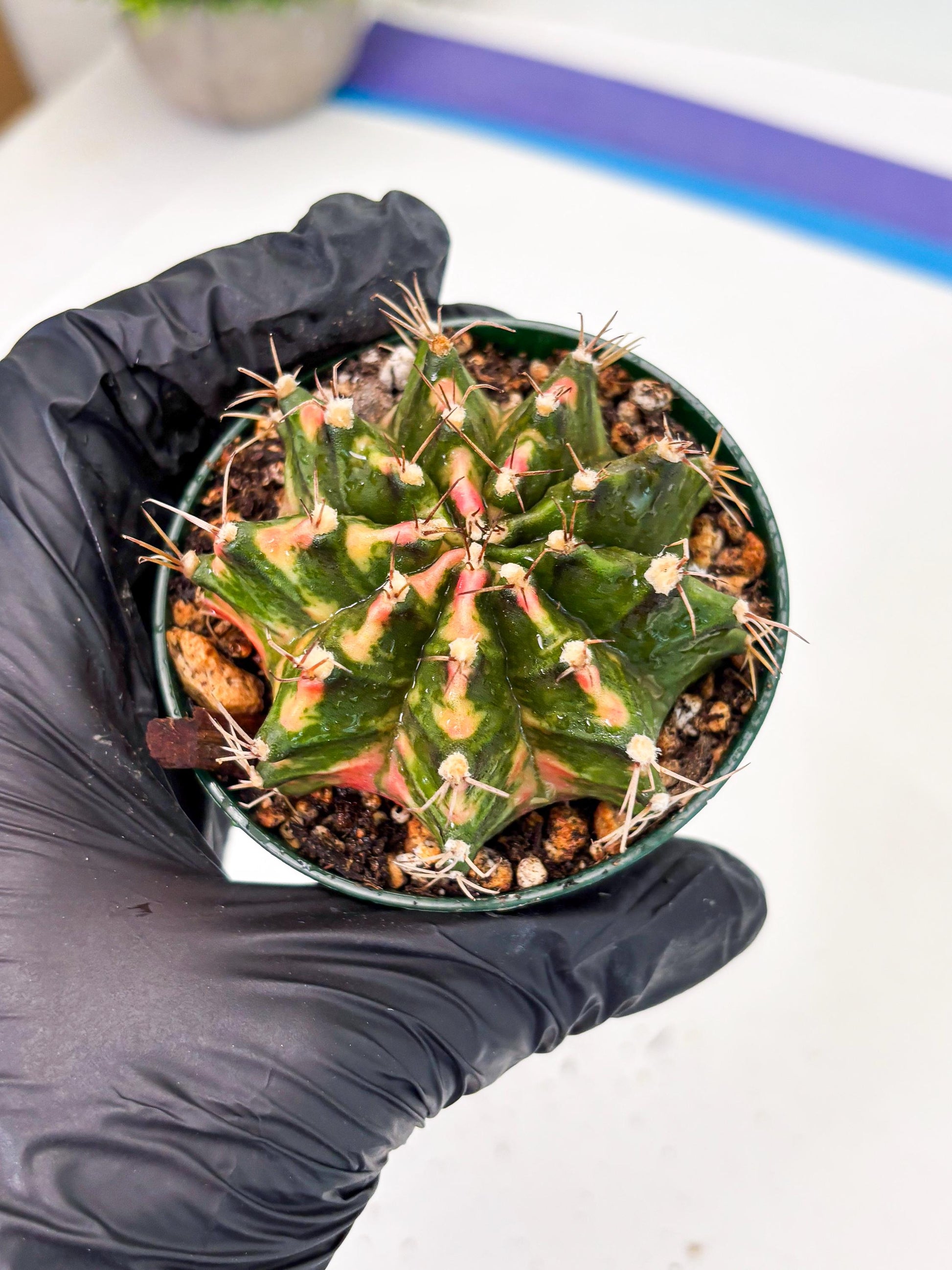 Gymnocalycium LB Hybrid (gy2) (o5) | variegated cactus