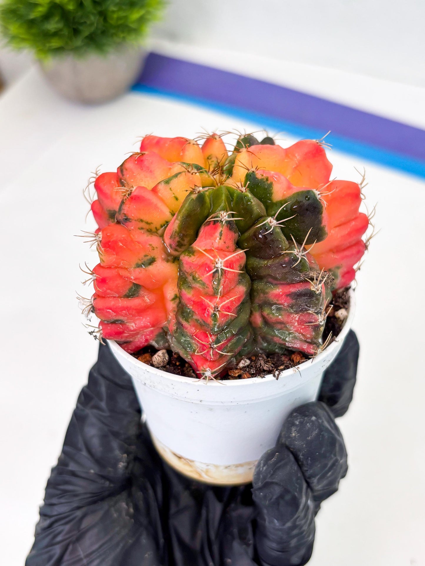 Gymnocalycium LB Hybrid (gy2) (o6) | variegated cactus