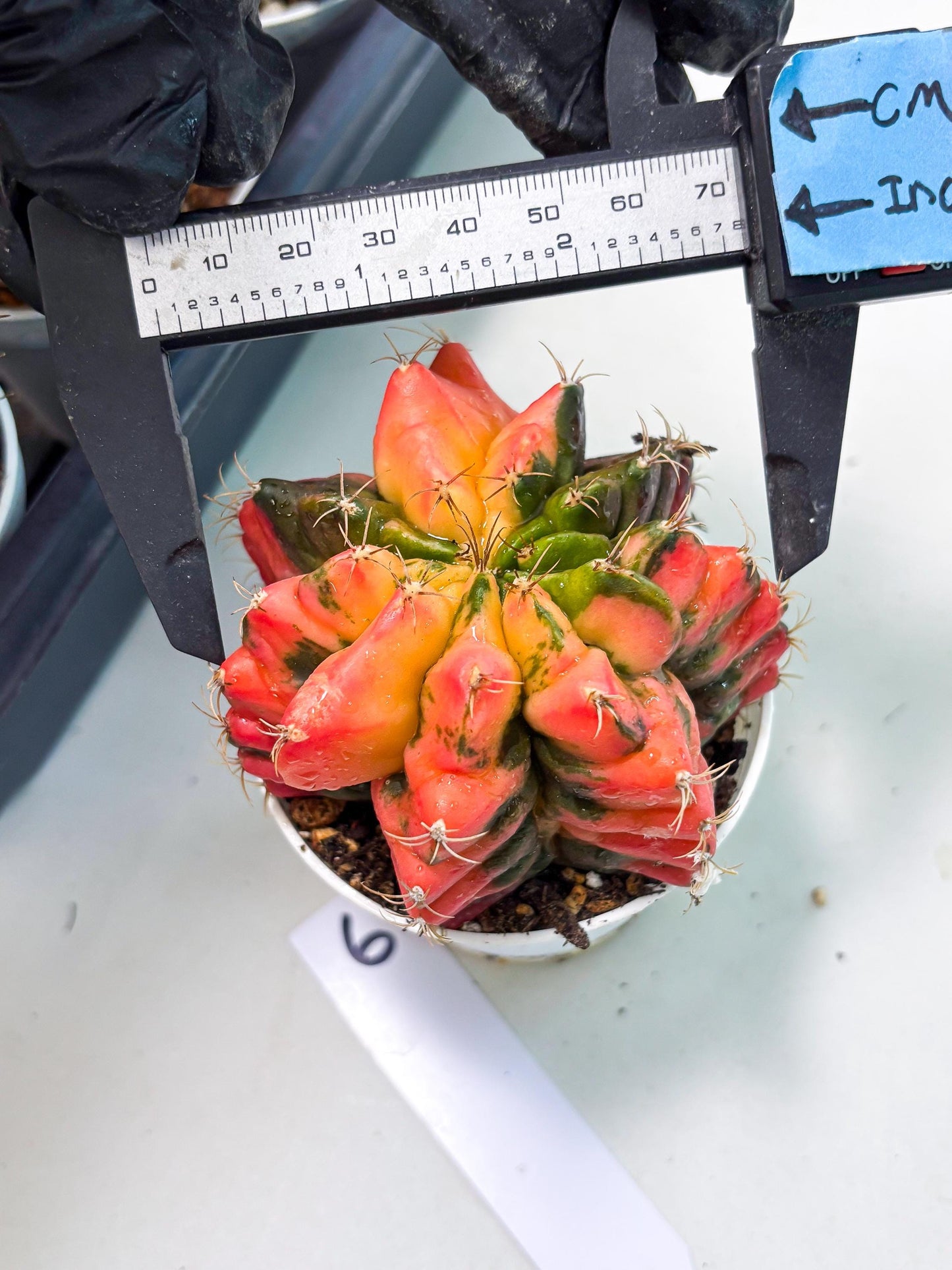 Gymnocalycium LB Hybrid (gy2) (o6) | variegated cactus