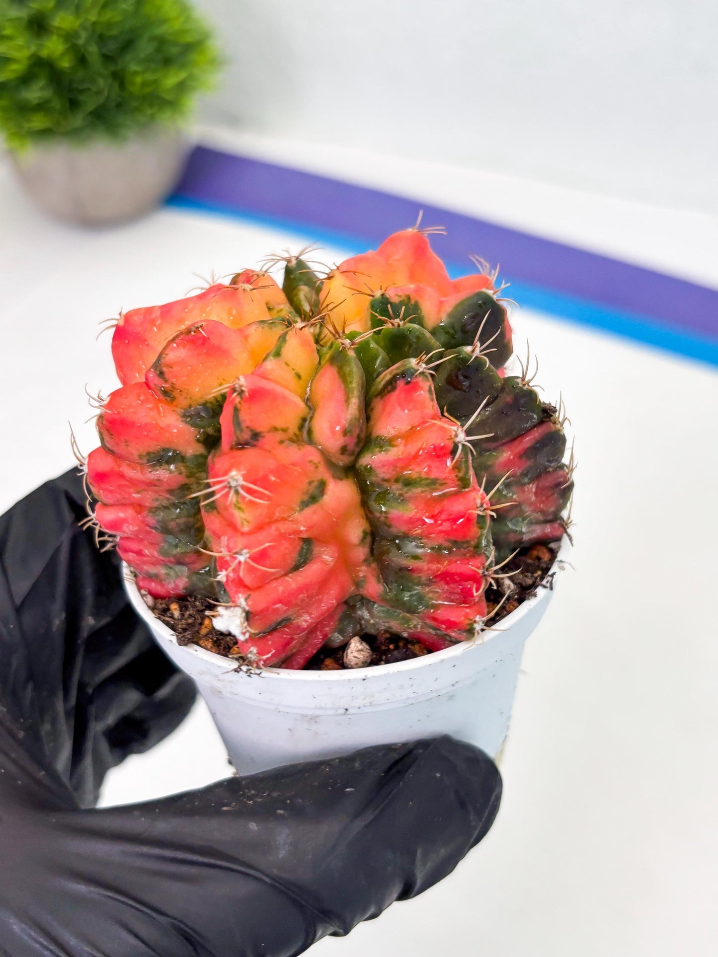 Gymnocalycium LB Hybrid (gy2) (o6) | variegated cactus