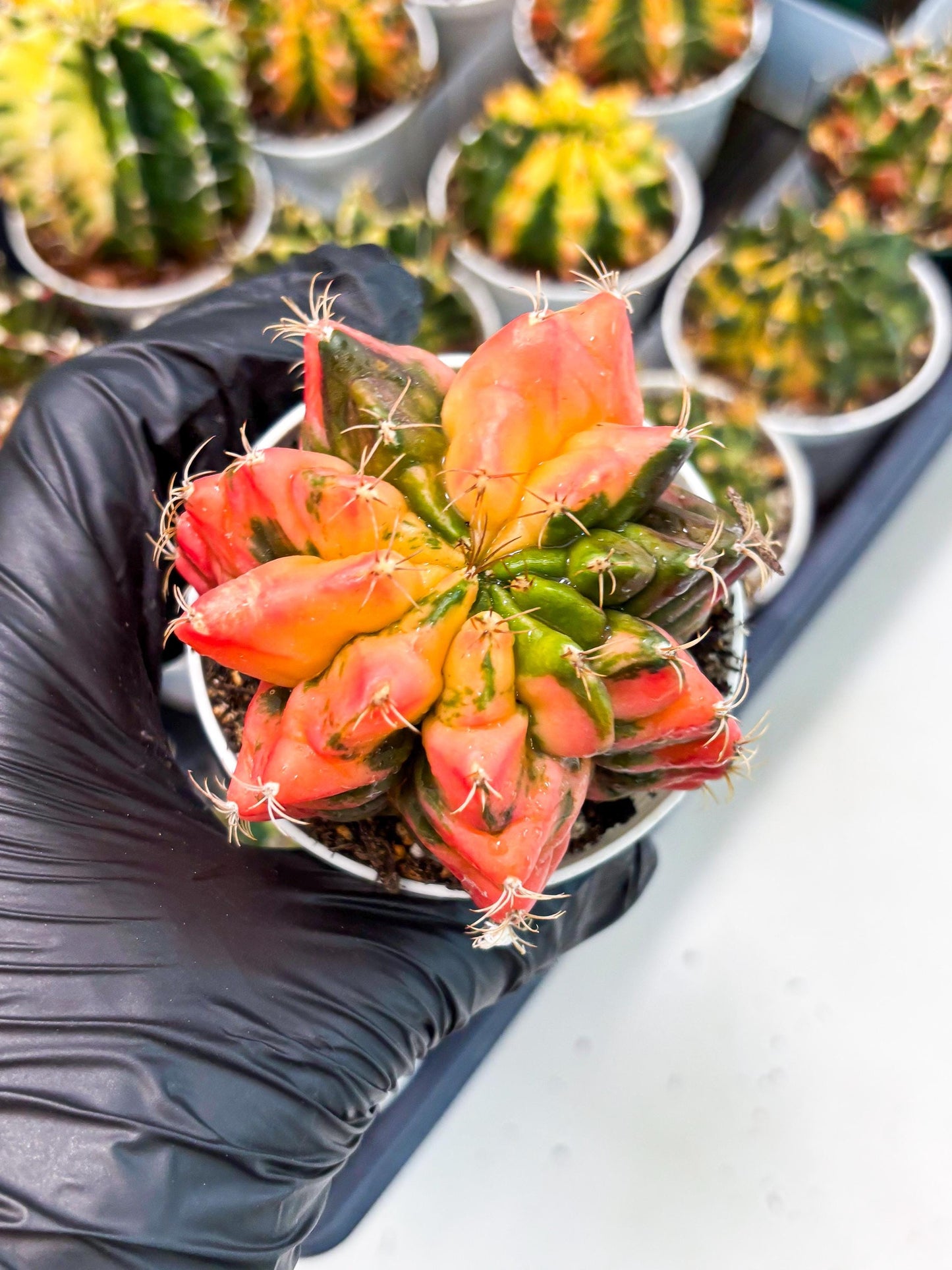 Gymnocalycium LB Hybrid (gy2) (o6) | variegated cactus