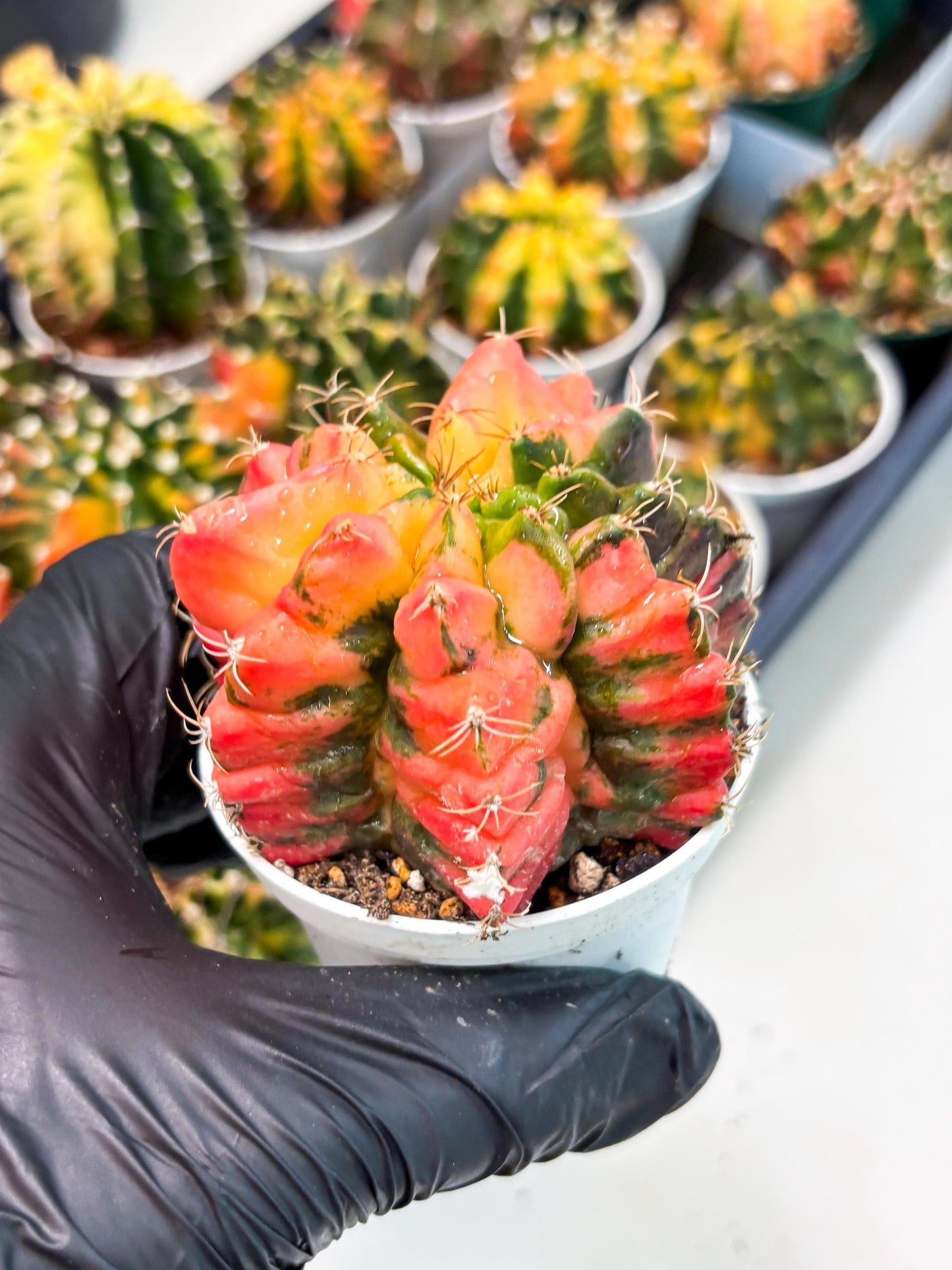 Gymnocalycium LB Hybrid (gy2) (o6) | variegated cactus