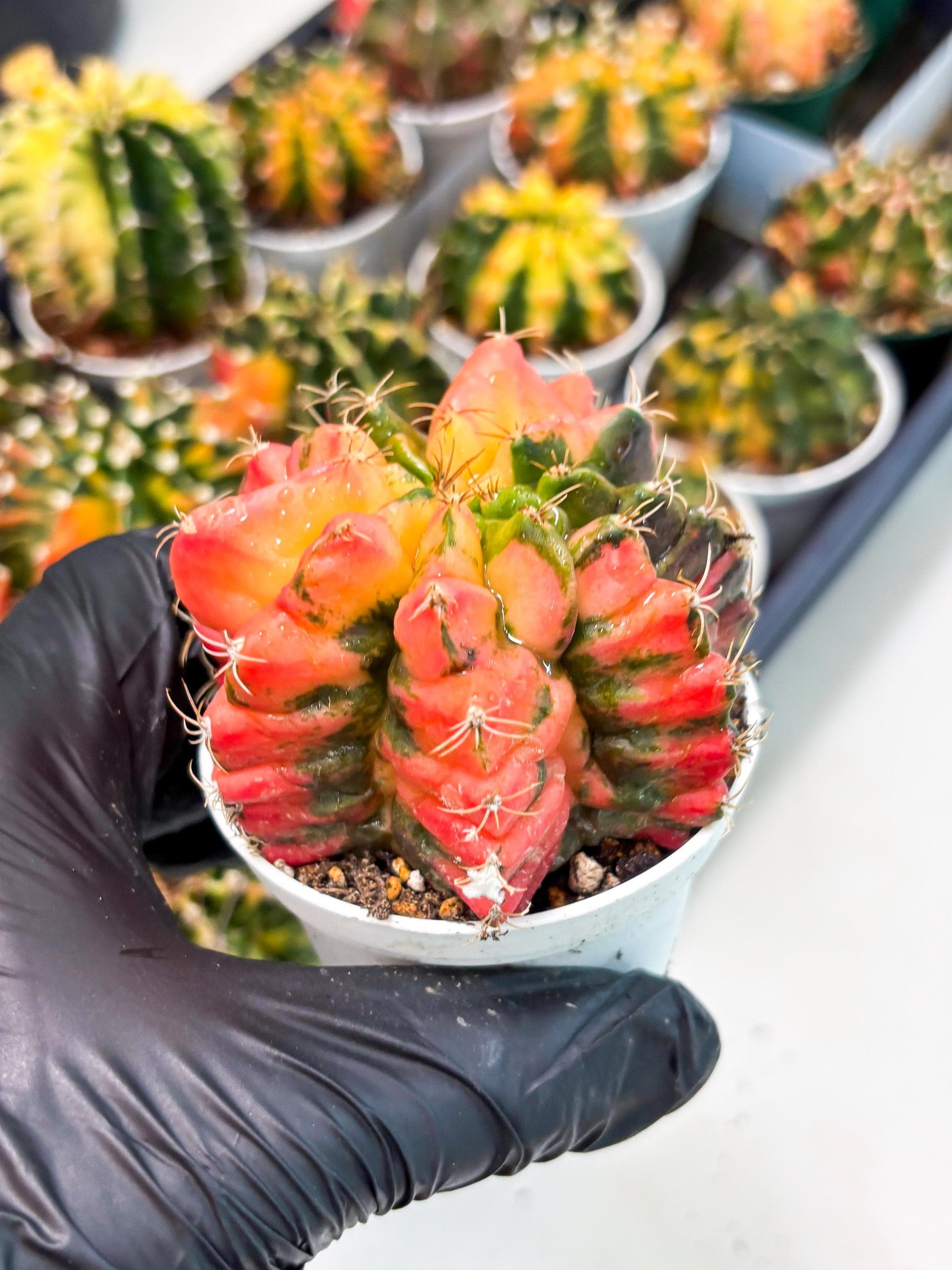 Gymnocalycium LB Hybrid (gy2) (o6) | variegated cactus