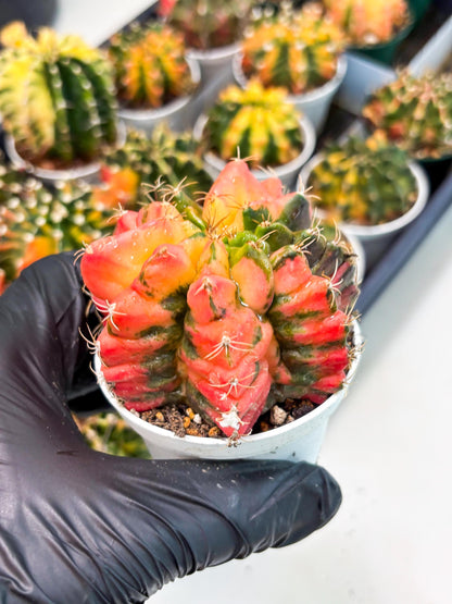 Gymnocalycium LB Hybrid (gy2) (o6) | variegated cactus