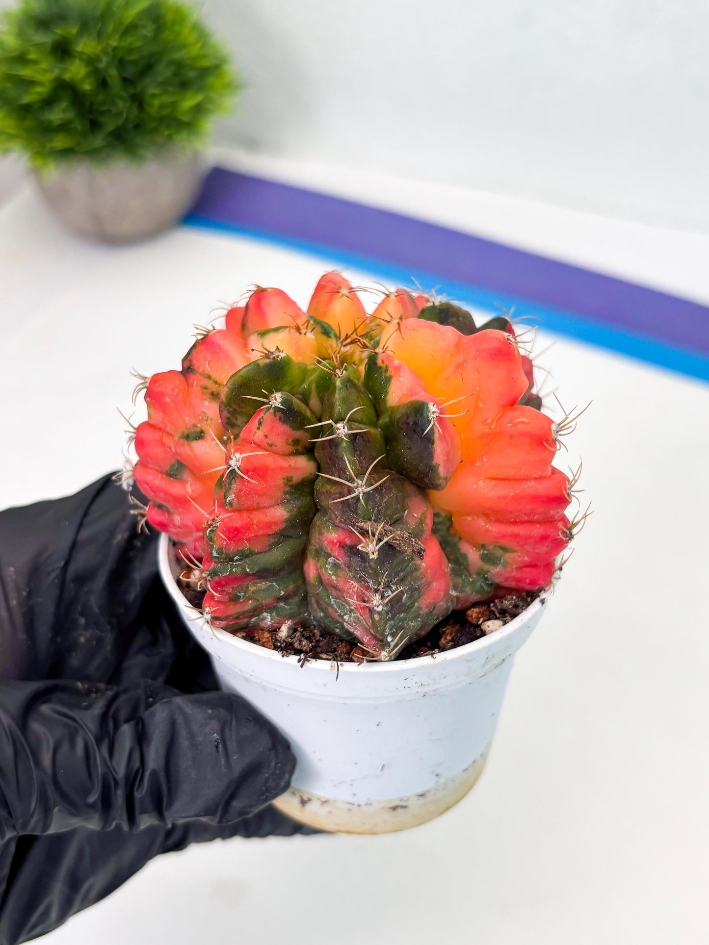 Gymnocalycium LB Hybrid (gy2) (o6) | variegated cactus