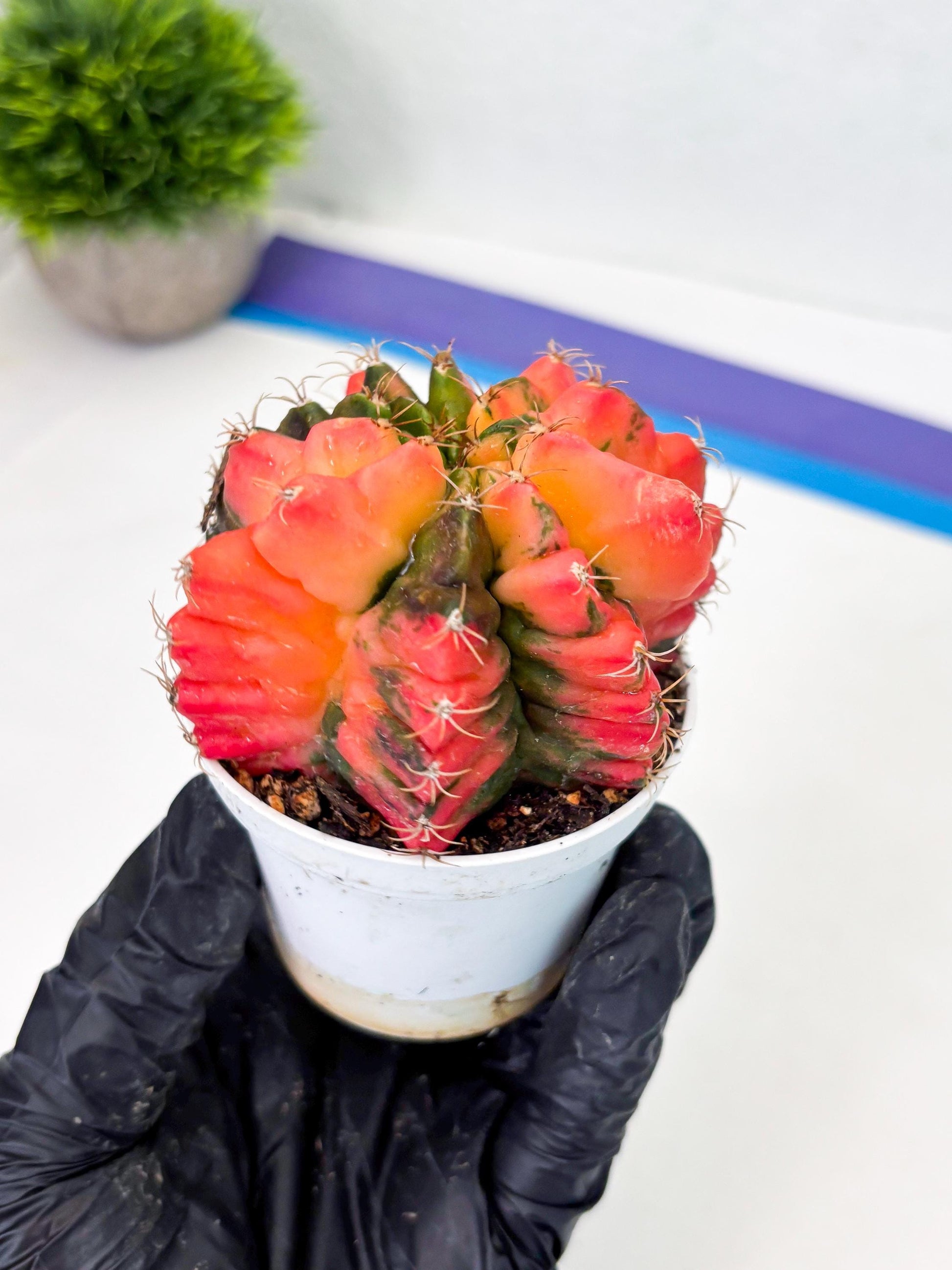 Gymnocalycium LB Hybrid (gy2) (o6) | variegated cactus