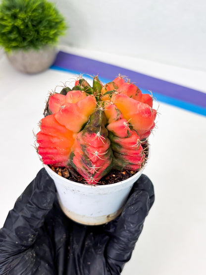 Gymnocalycium LB Hybrid (gy2) (o6) | variegated cactus