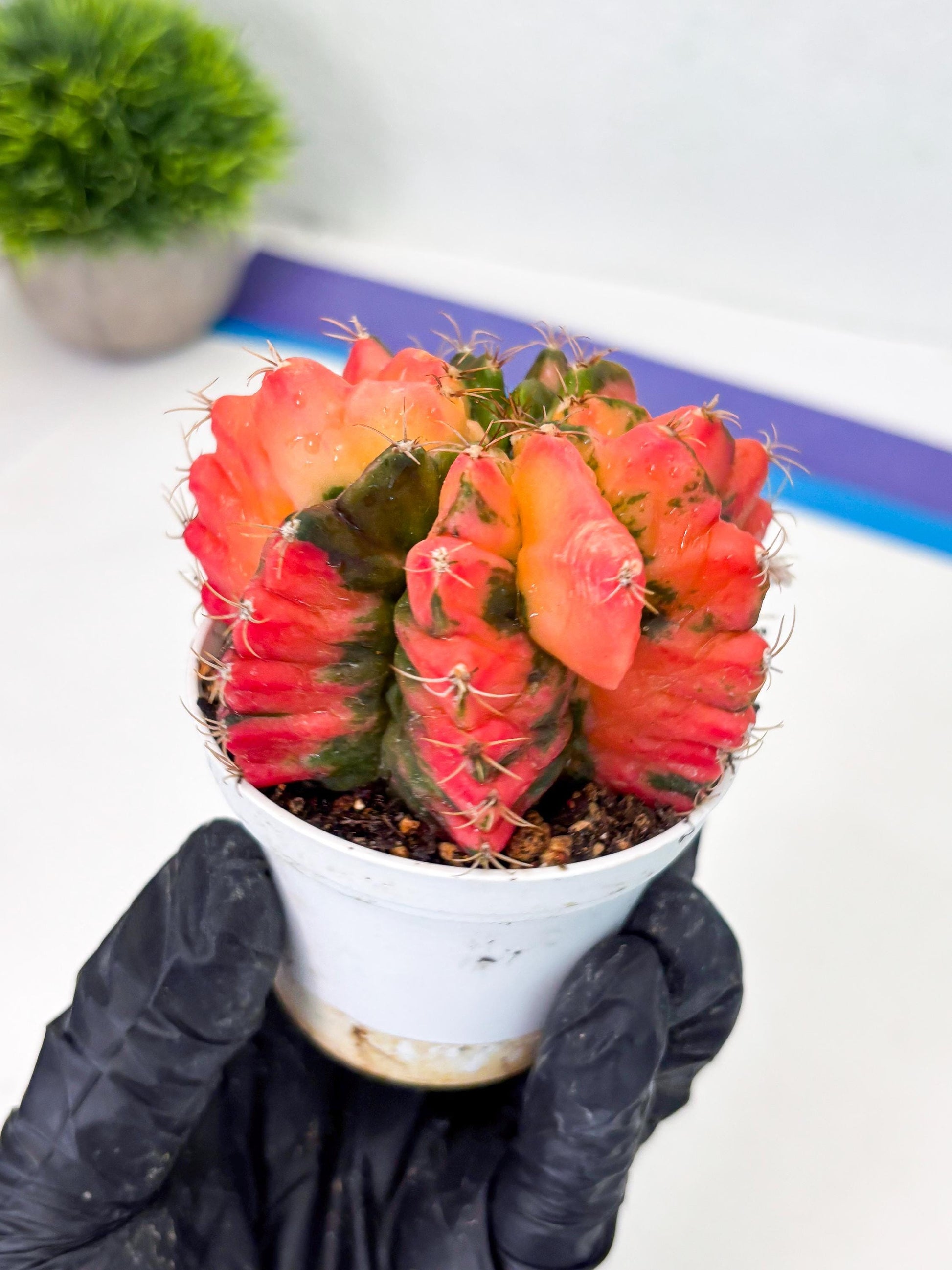 Gymnocalycium LB Hybrid (gy2) (o6) | variegated cactus