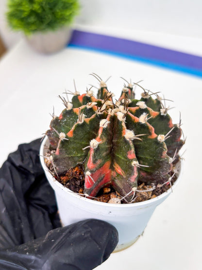 Gymnocalycium LB Hybrid (gy2) (o7) | variegated cactus