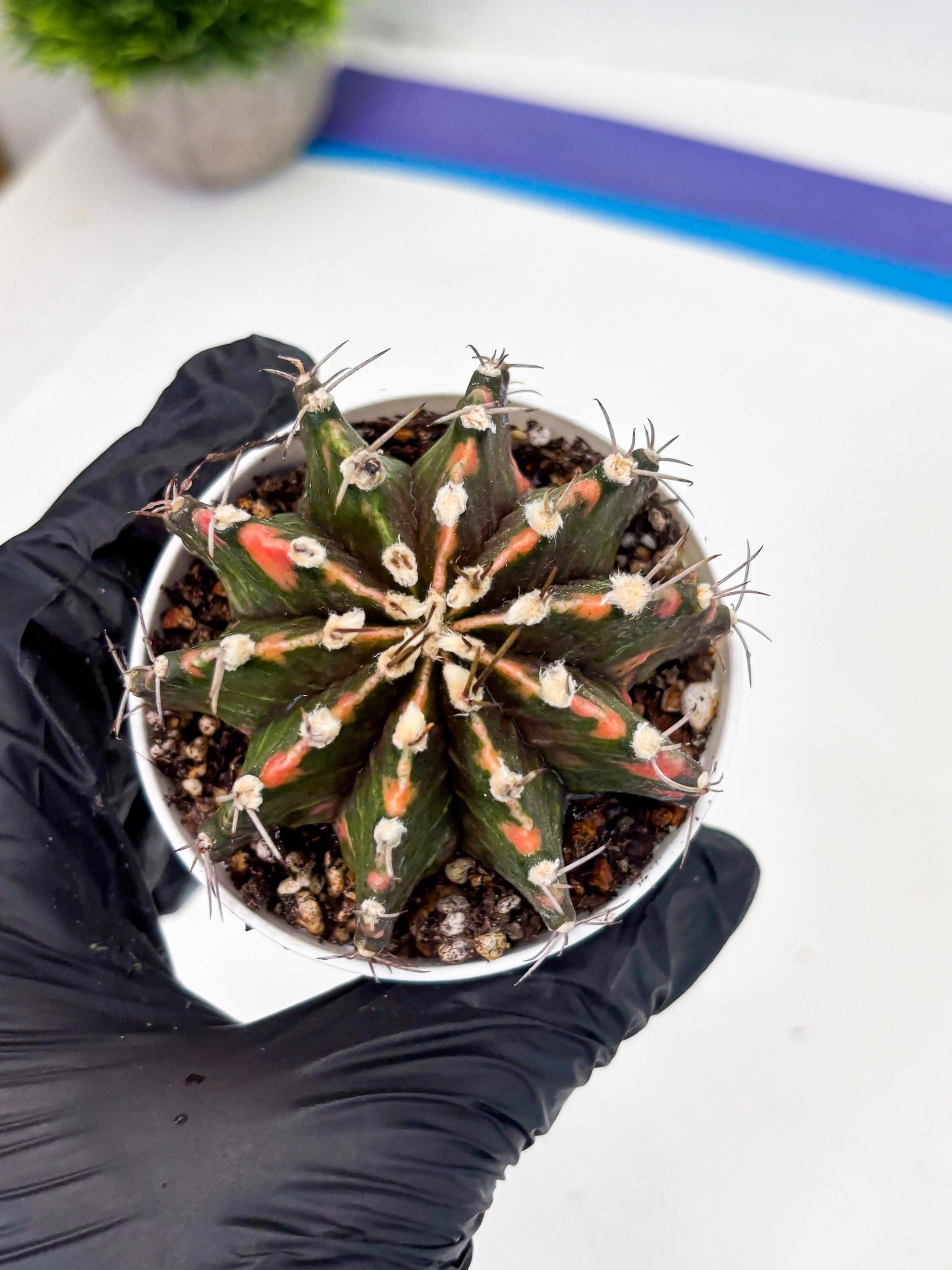 Gymnocalycium LB Hybrid (gy2) (o7) | variegated cactus