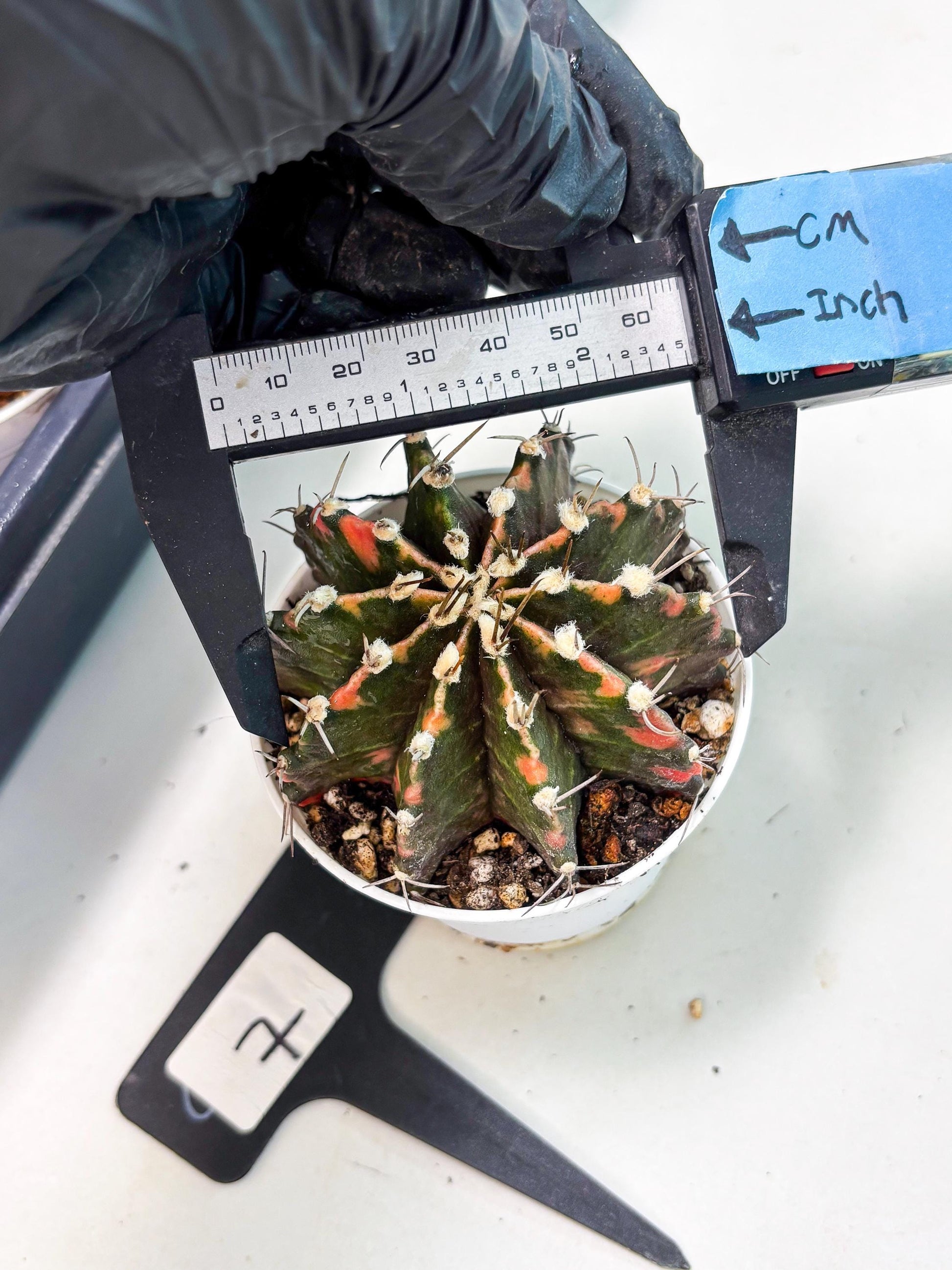 Gymnocalycium LB Hybrid (gy2) (o7) | variegated cactus