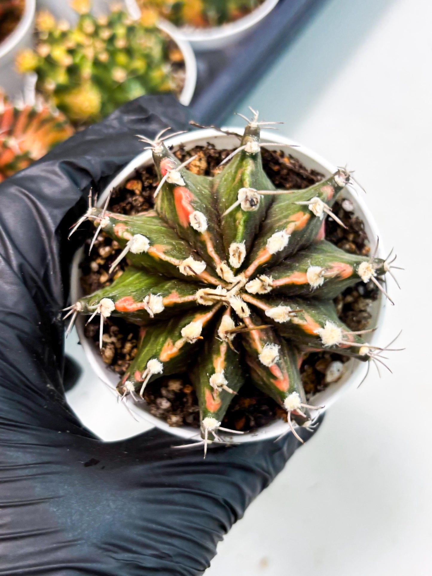 Gymnocalycium LB Hybrid (gy2) (o7) | variegated cactus
