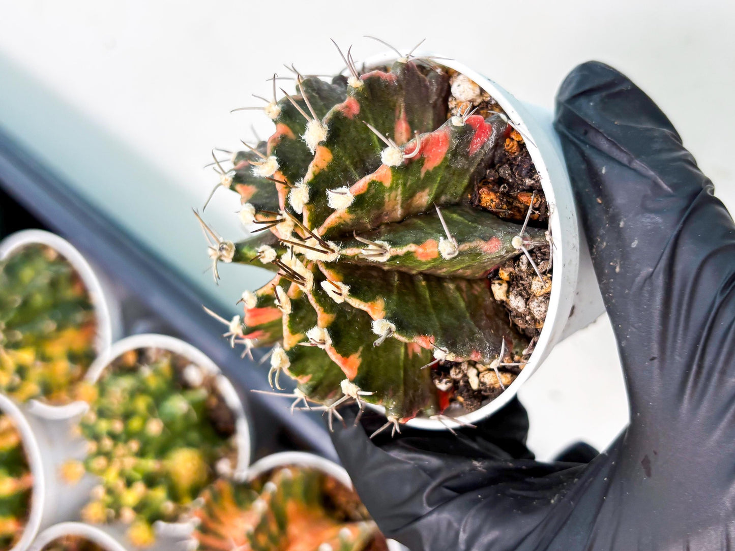 Gymnocalycium LB Hybrid (gy2) (o7) | variegated cactus