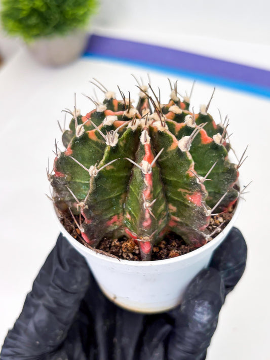 Gymnocalycium LB Hybrid (gy2) (o7) | variegated cactus
