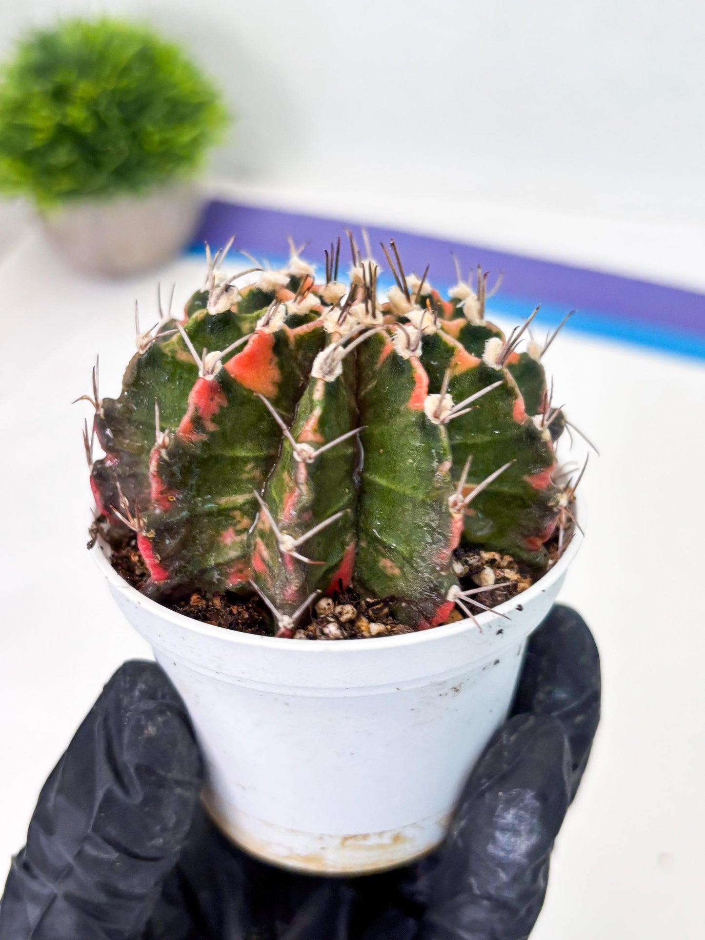 Gymnocalycium LB Hybrid (gy2) (o7) | variegated cactus
