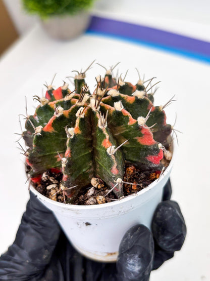 Gymnocalycium LB Hybrid (gy2) (o7) | variegated cactus
