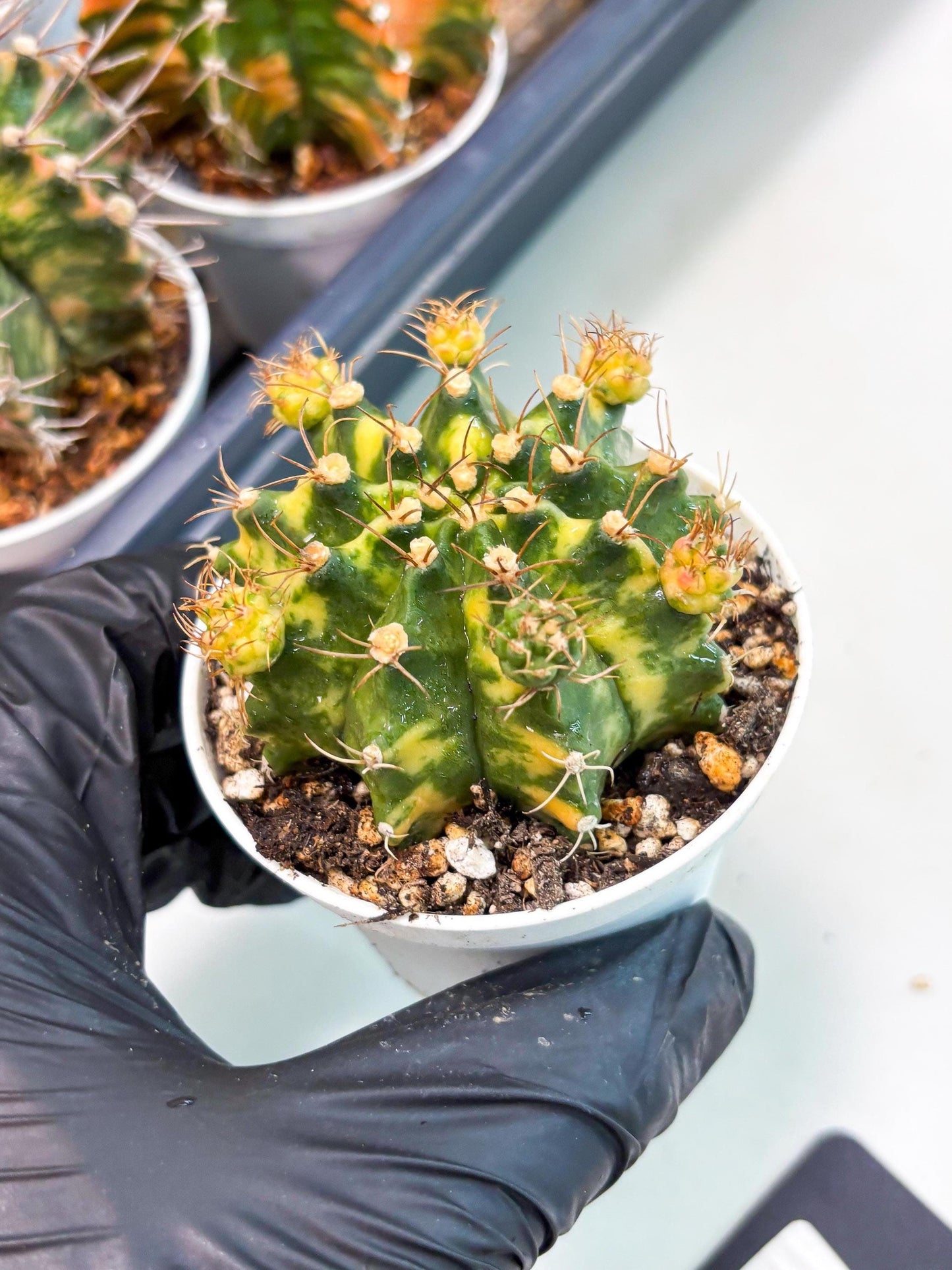 Gymnocalycium LB Hybrid (gy2) (o3) | variegated cactus