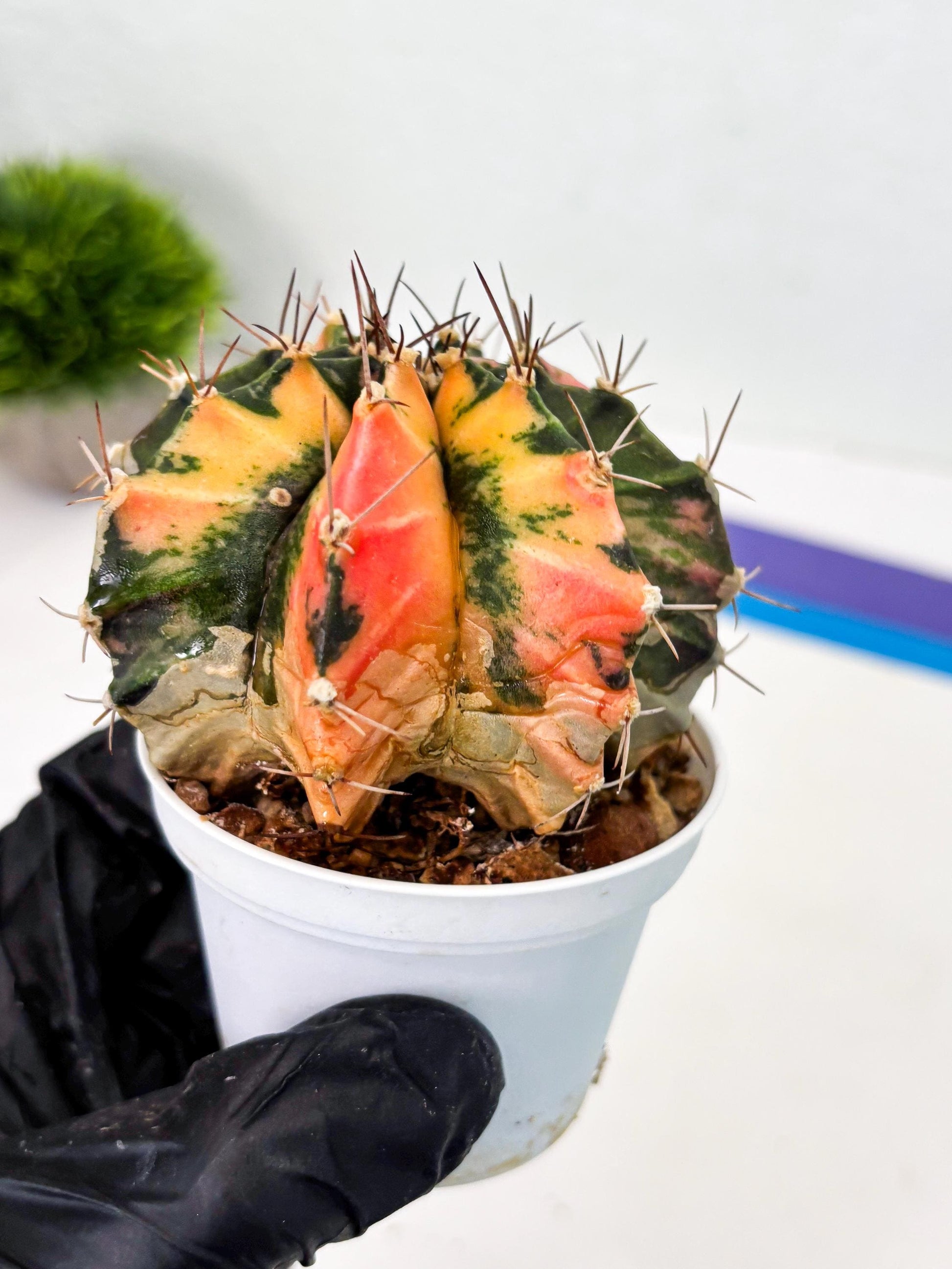 Gymnocalycium LB Hybrid (gy2) (r1) | variegated cactus