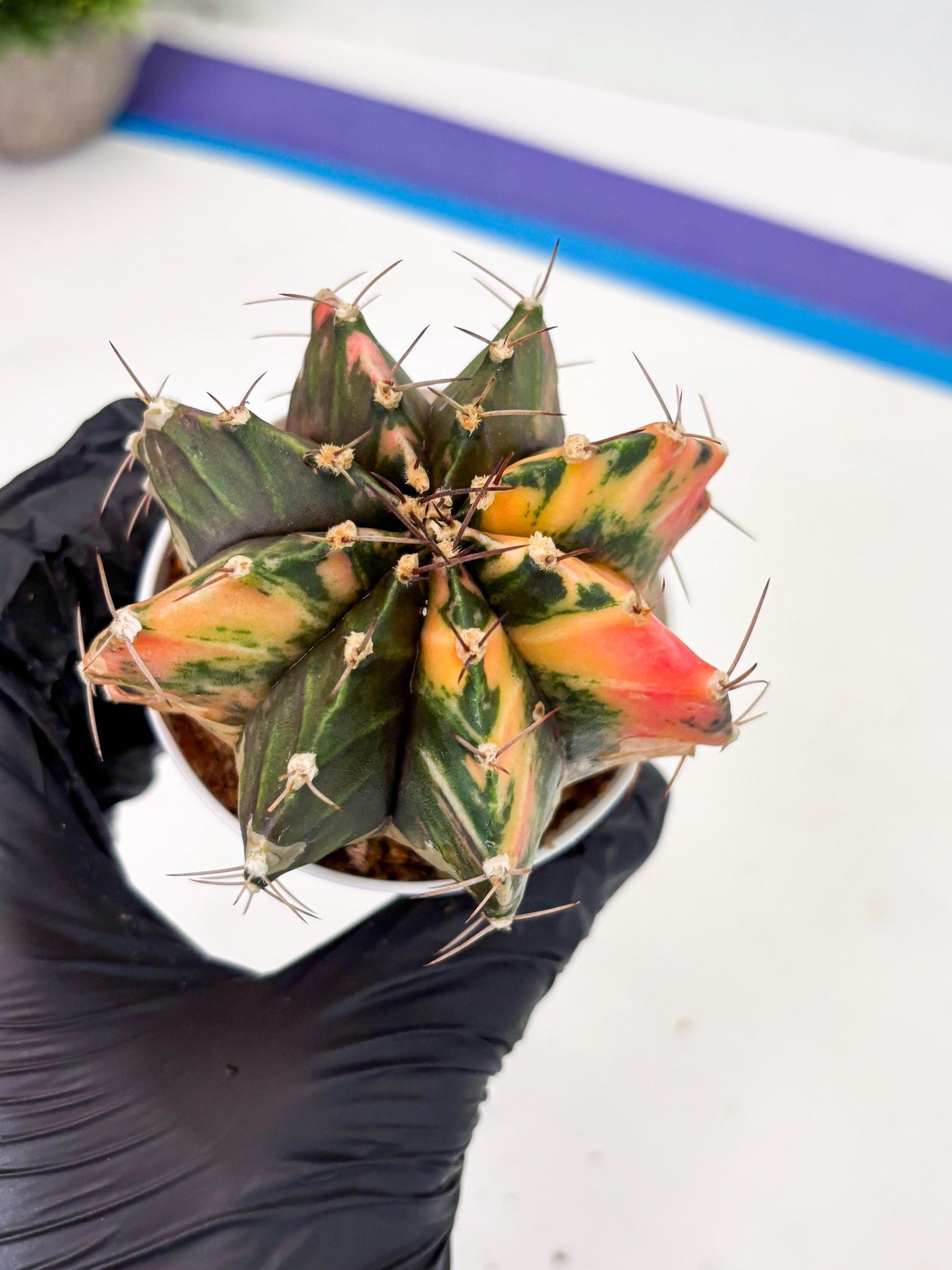 Gymnocalycium LB Hybrid (gy2) (r1) | variegated cactus