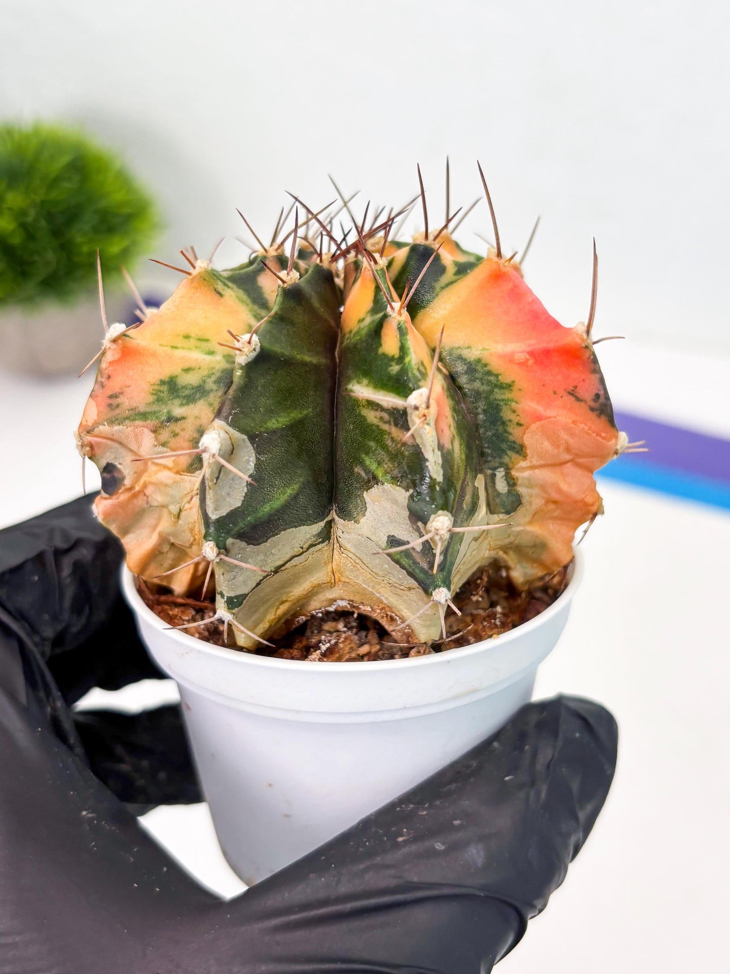 Gymnocalycium LB Hybrid (gy2) (r1) | variegated cactus