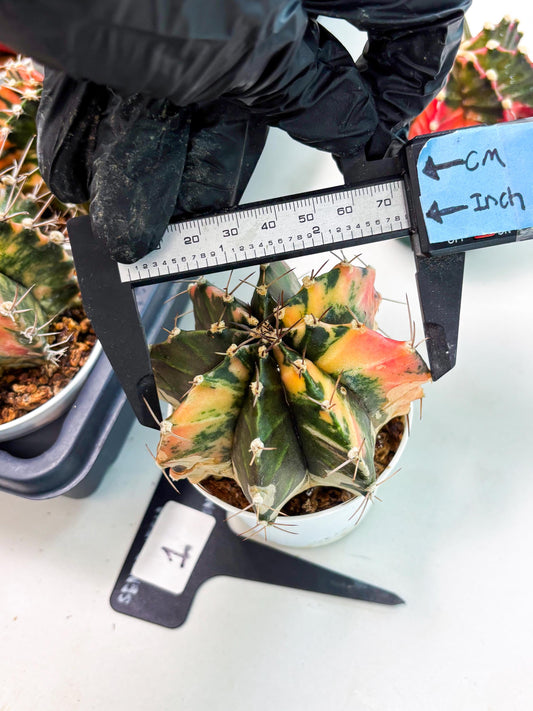 Gymnocalycium LB Hybrid (gy2) (r1) | variegated cactus