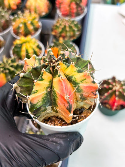 Gymnocalycium LB Hybrid (gy2) (r1) | variegated cactus