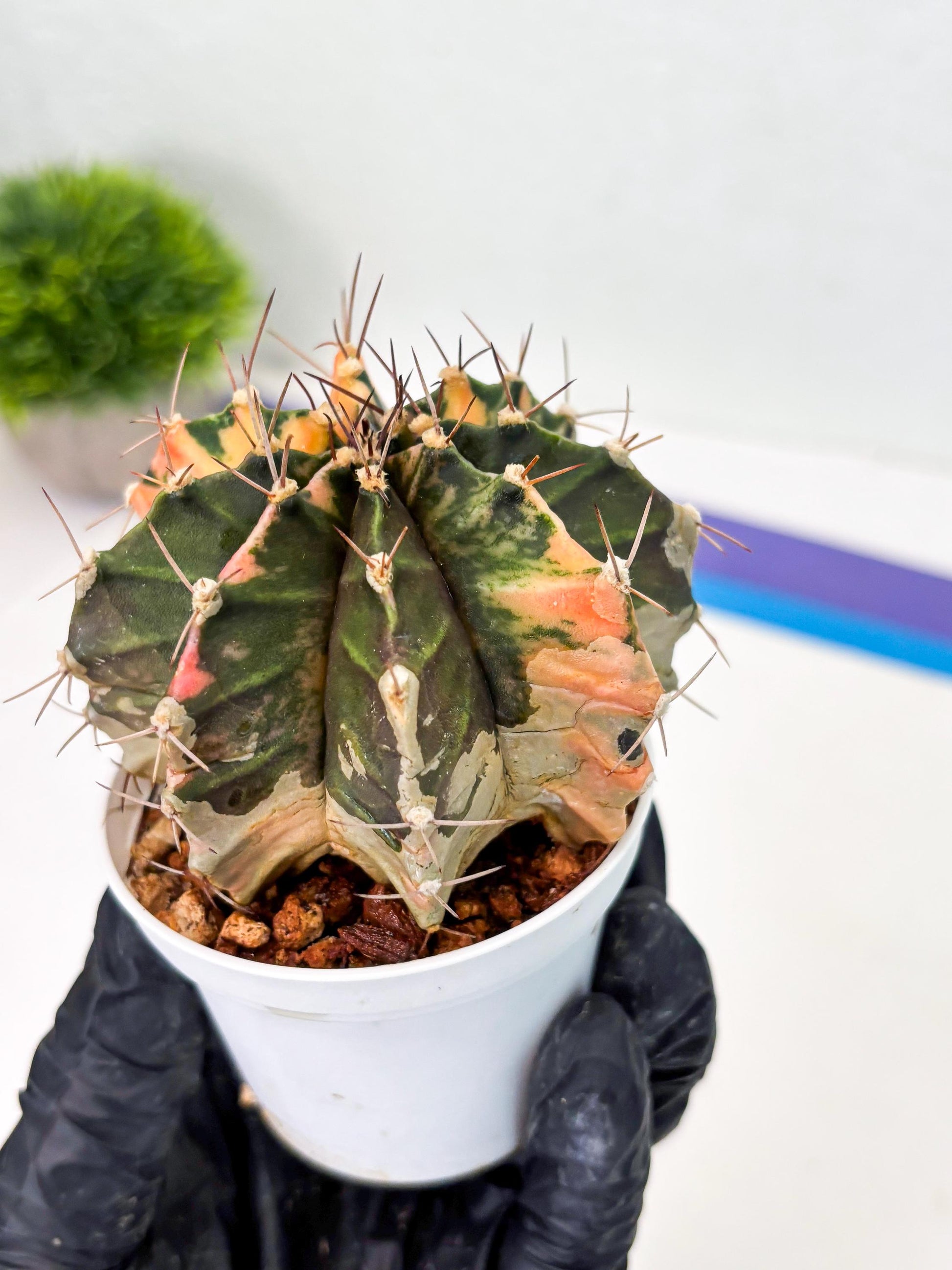 Gymnocalycium LB Hybrid (gy2) (r1) | variegated cactus