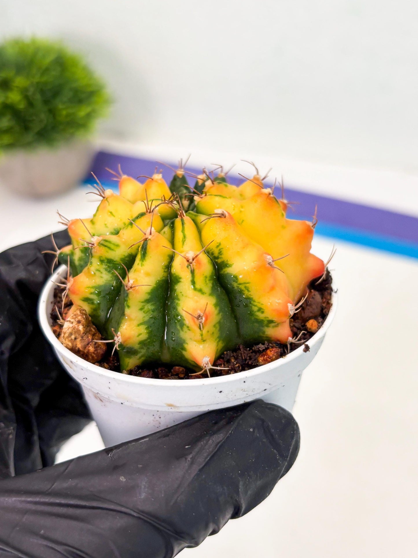 Gymnocalycium LB Hybrid (gy2) (r4) | variegated cactus