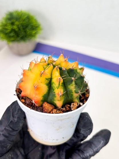 Gymnocalycium LB Hybrid (gy2) (r4) | variegated cactus