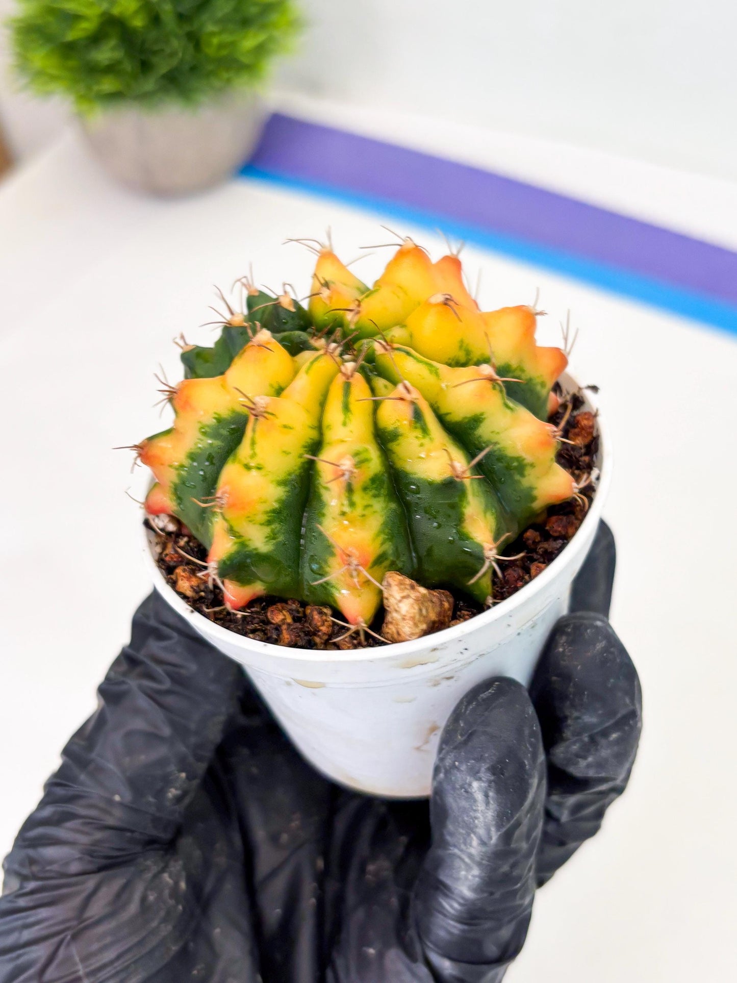 Gymnocalycium LB Hybrid (gy2) (r4) | variegated cactus