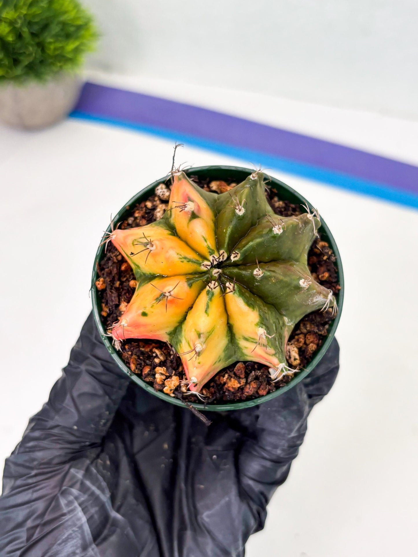 Gymnocalycium LB Hybrid (gy2) (g6) | variegated cactus