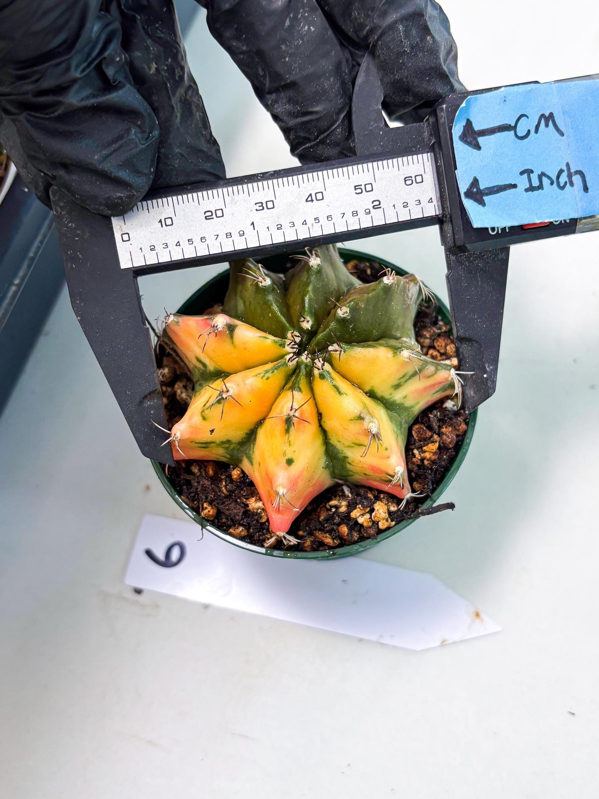 Gymnocalycium LB Hybrid (gy2) (g6) | variegated cactus