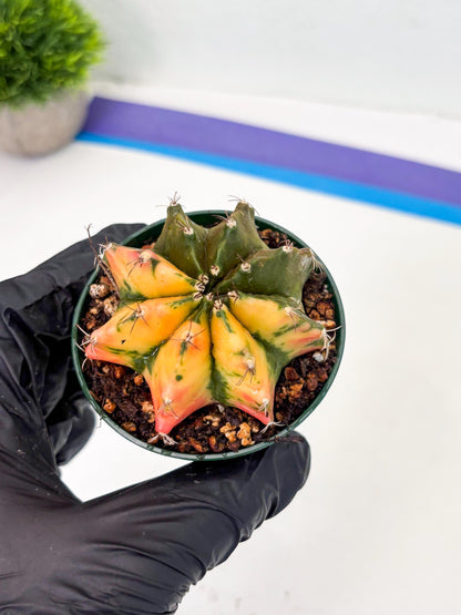 Gymnocalycium LB Hybrid (gy2) (g6) | variegated cactus