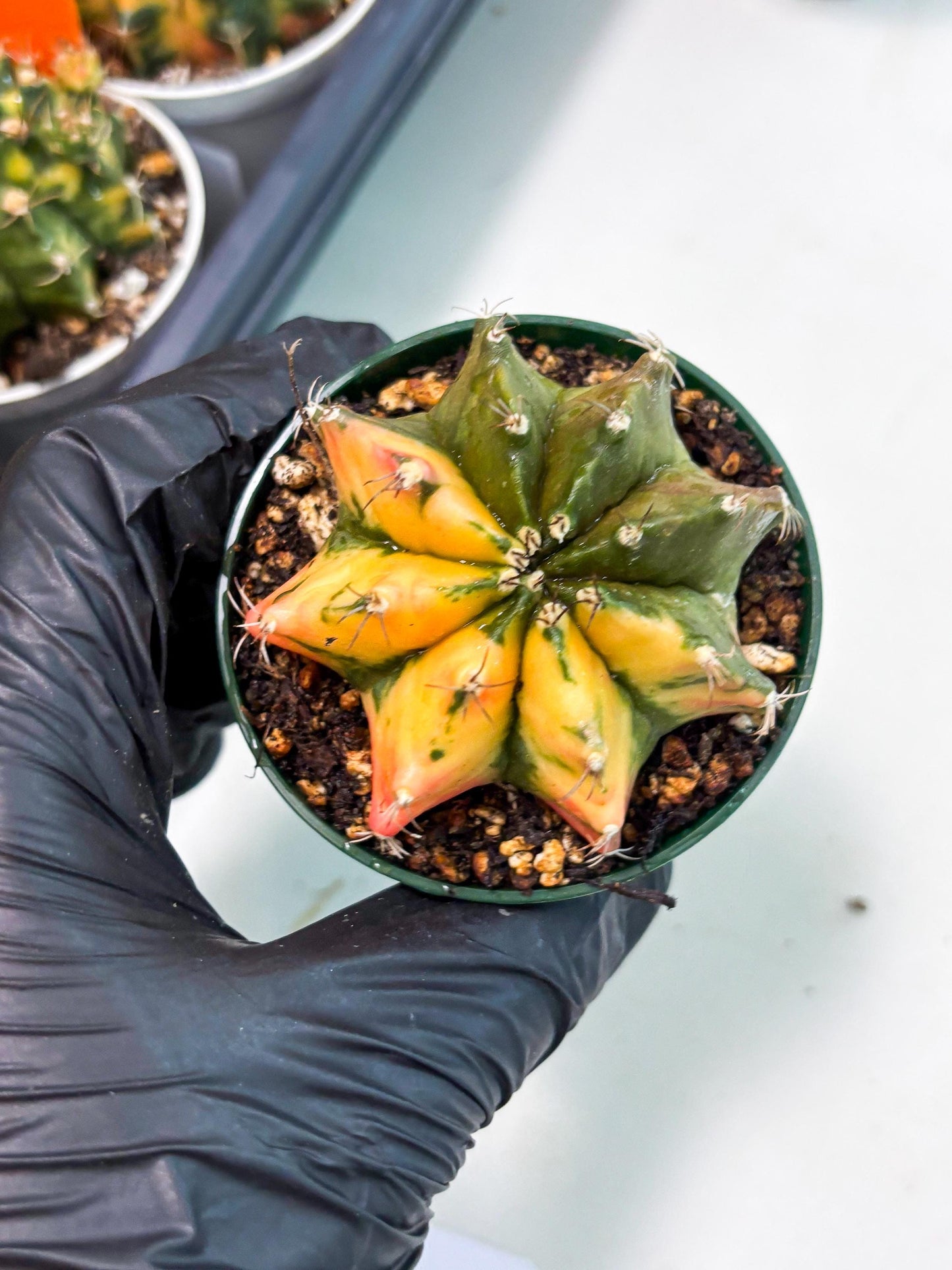 Gymnocalycium LB Hybrid (gy2) (g6) | variegated cactus