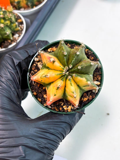 Gymnocalycium LB Hybrid (gy2) (g6) | variegated cactus