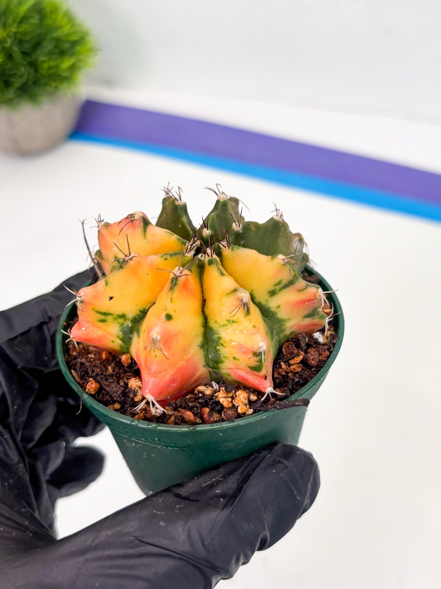 Gymnocalycium LB Hybrid (gy2) (g6) | variegated cactus