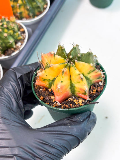 Gymnocalycium LB Hybrid (gy2) (g6) | variegated cactus