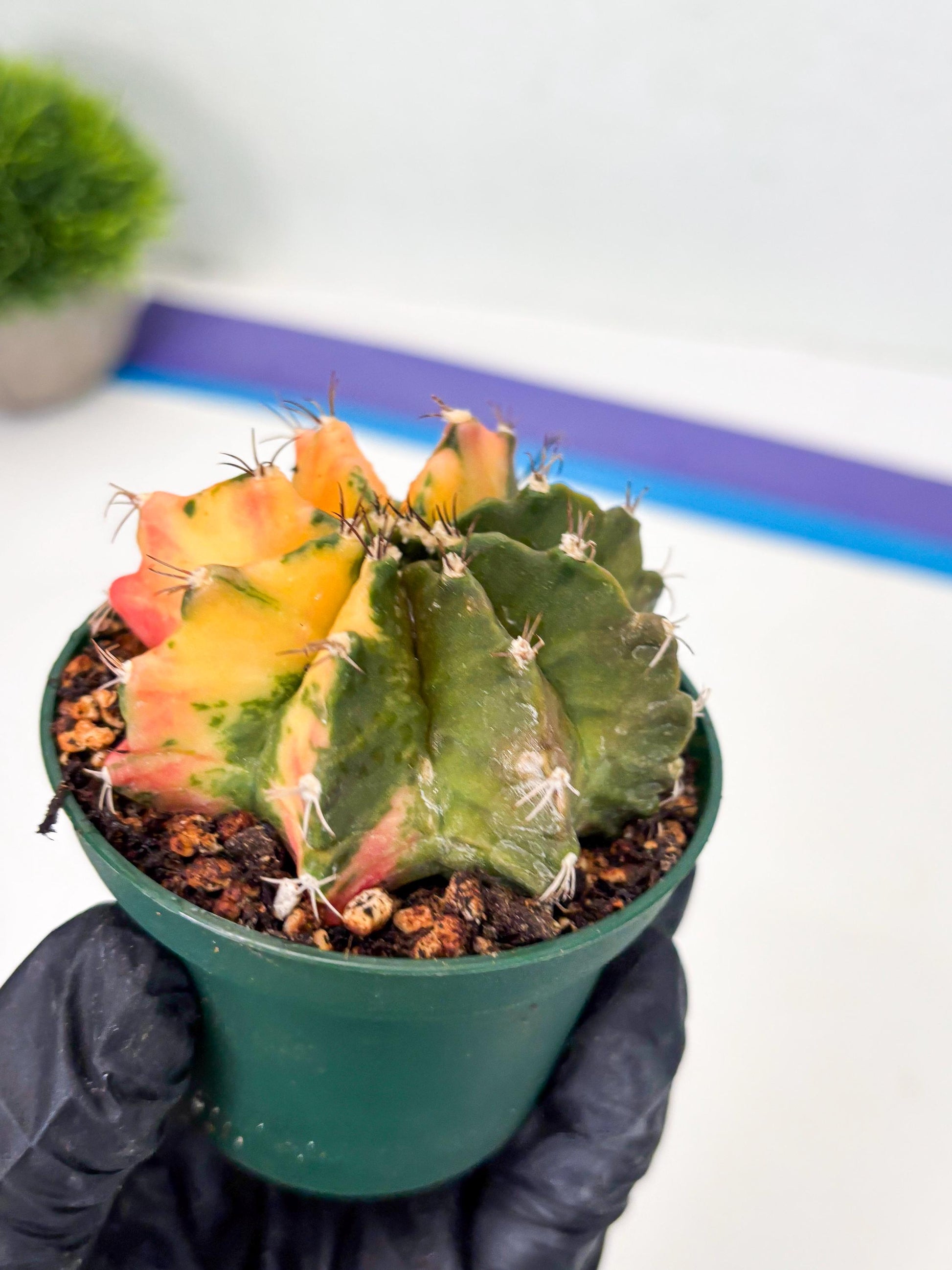 Gymnocalycium LB Hybrid (gy2) (g6) | variegated cactus