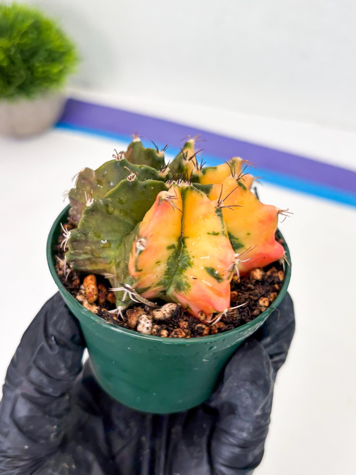 Gymnocalycium LB Hybrid (gy2) (g6) | variegated cactus