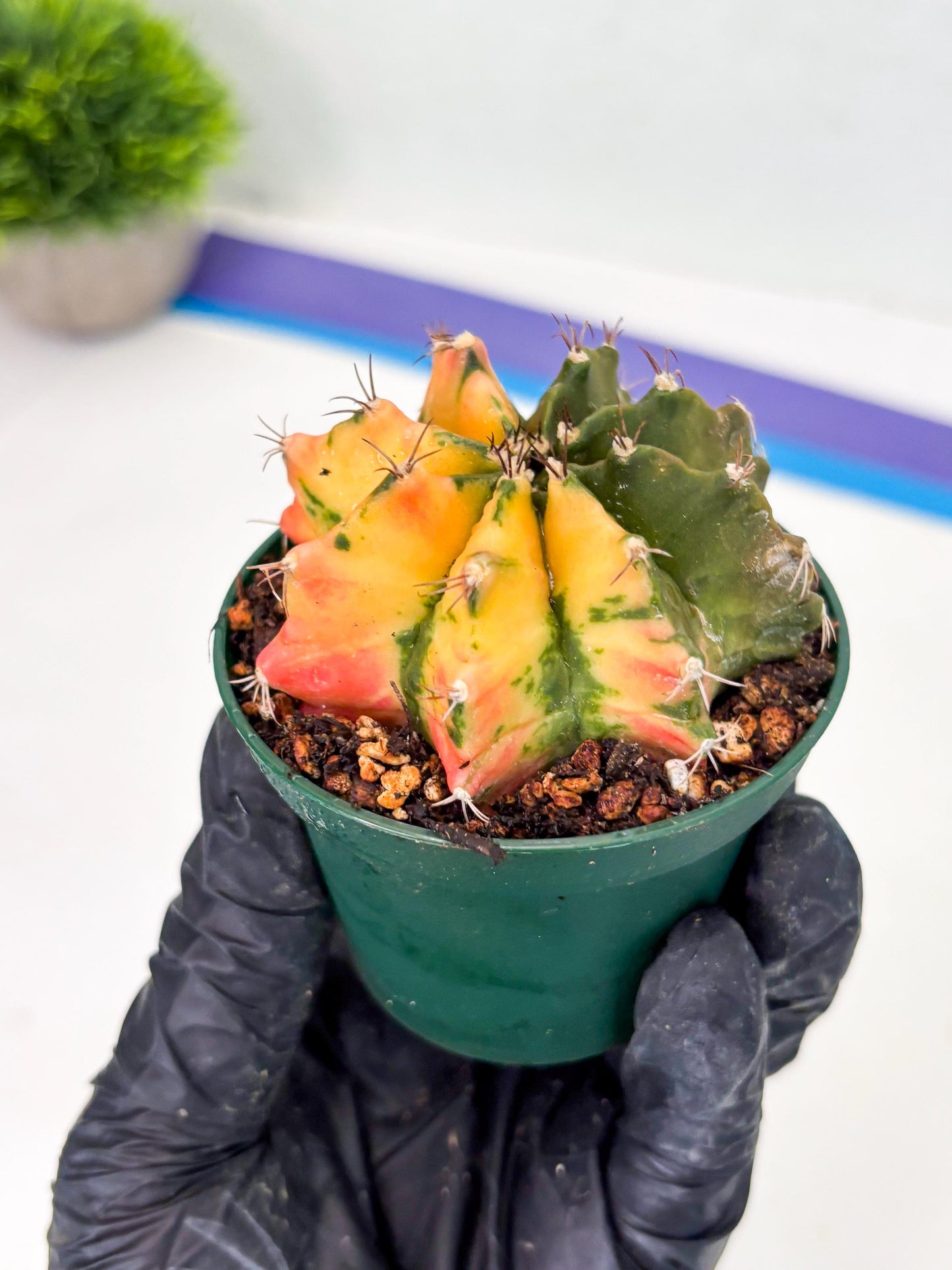 Gymnocalycium LB Hybrid (gy2) (g6) | variegated cactus