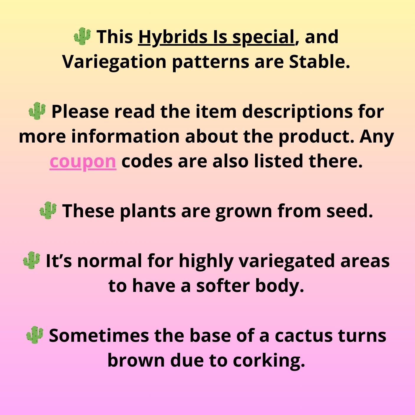 Gymnocalycium Daydream (gy6) (b18) | Rare Hybrids