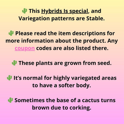 Gymnocalycium Daydream (gy6) (b18) | Rare Hybrids