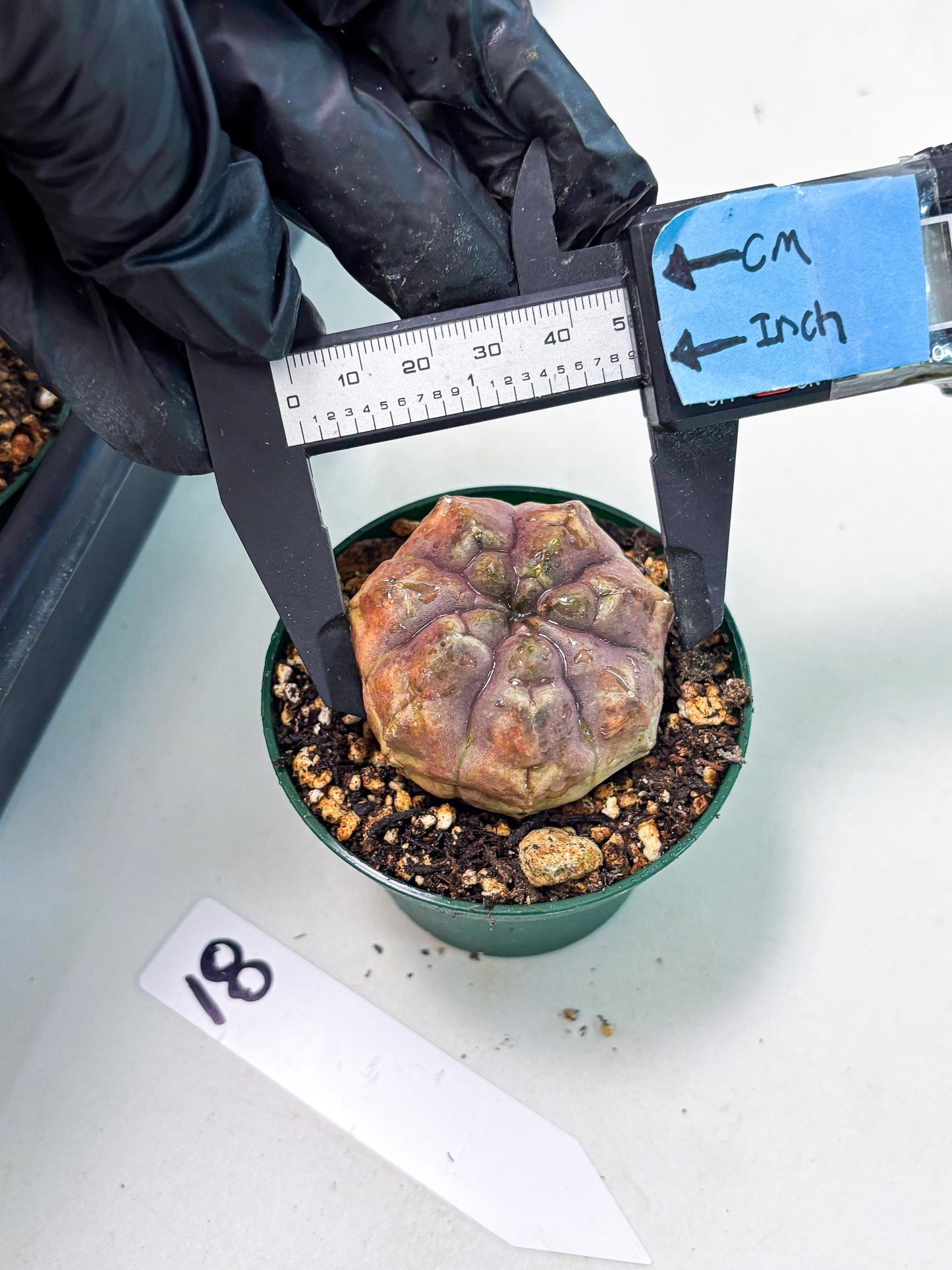 Gymnocalycium Daydream (gy6) (b18) | Rare Hybrids