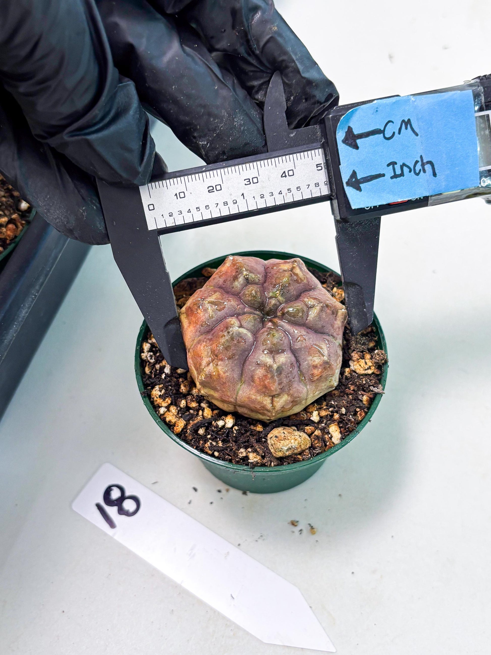 Gymnocalycium Daydream (gy6) (b18) | Rare Hybrids