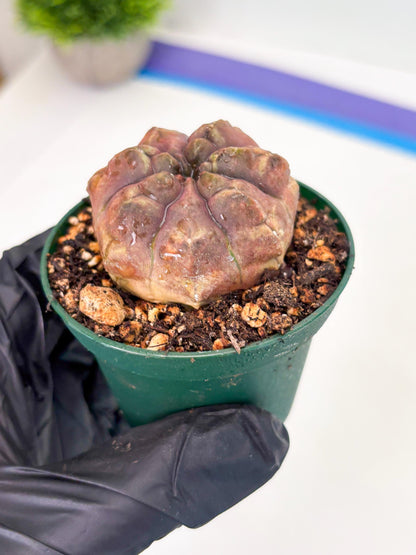 Gymnocalycium Daydream (gy6) (b18) | Rare Hybrids